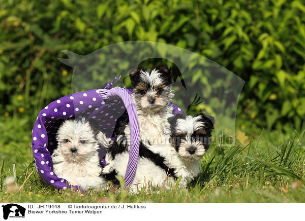 Biewer Yorkshire Terrier Welpen / Biewer Yorkshire Terrier puppies / JH-19448