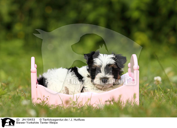 Biewer Yorkshire Terrier Welpe / Biewer Yorkshire Terrier puppy / JH-19453
