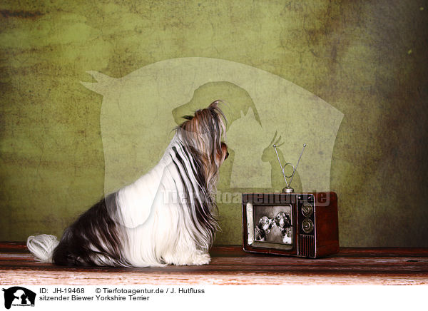 sitzender Biewer Yorkshire Terrier / sitting Biewer Yorkshire Terrier / JH-19468