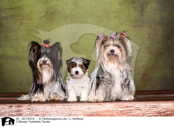 3 Biewer Yorkshire Terrier / 3 Biewer Yorkshire Terriers / JH-19472
