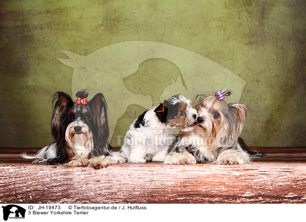 3 Biewer Yorkshire Terrier / 3 Biewer Yorkshire Terriers / JH-19473