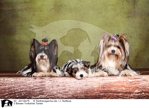 3 Biewer Yorkshire Terrier / 3 Biewer Yorkshire Terriers / JH-19475