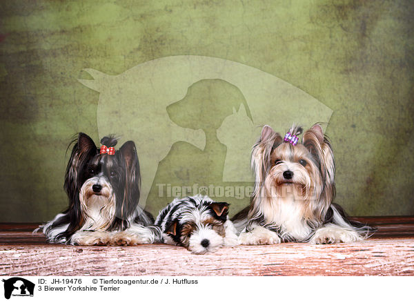 3 Biewer Yorkshire Terrier / 3 Biewer Yorkshire Terriers / JH-19476