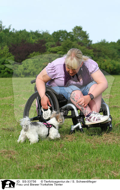 Frau und Biewer Yorkshire Terrier / woman and Biewer Yorkshire Terrier / SS-33756