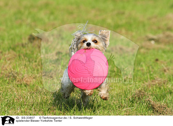 spielender Biewer Yorkshire Terrier / SS-33807