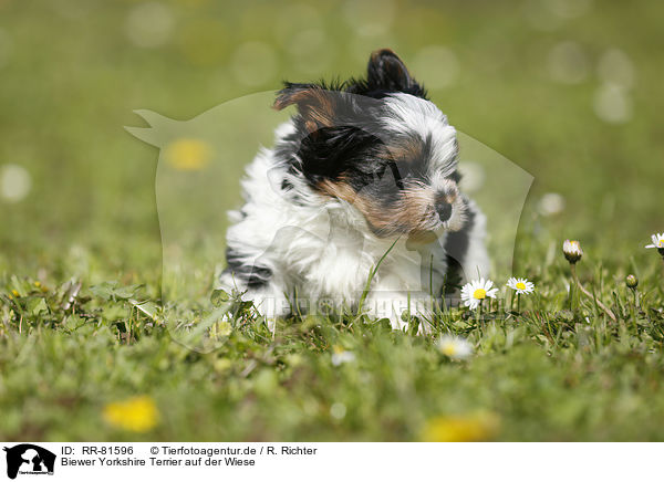 Biewer Yorkshire Terrier auf der Wiese / RR-81596