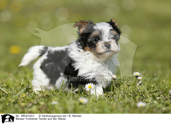 Biewer Yorkshire Terrier auf der Wiese / RR-81601