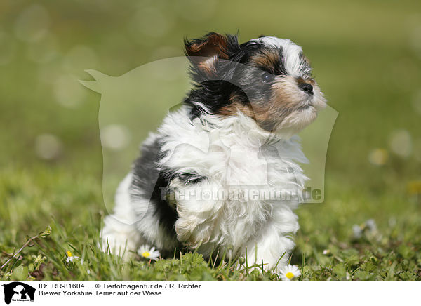 Biewer Yorkshire Terrier auf der Wiese / Biewer Yorkshire Terrier on meadow / RR-81604