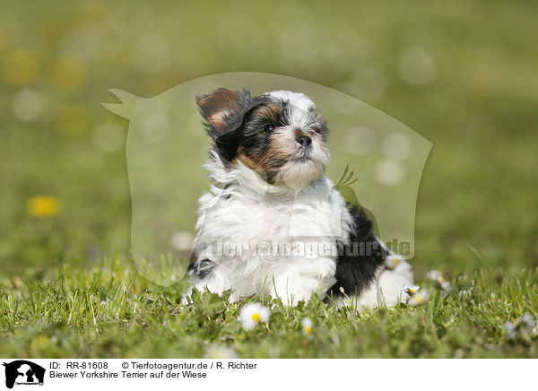 Biewer Yorkshire Terrier auf der Wiese / Biewer Yorkshire Terrier on meadow / RR-81608