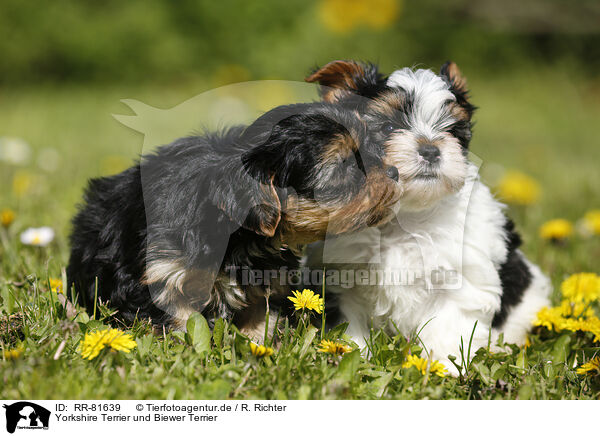 Yorkshire Terrier und Biewer Terrier / Yorkshire Terrier and Biewer Terrier / RR-81639
