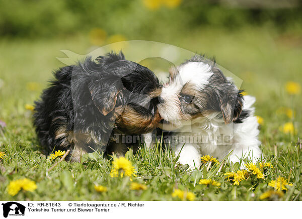 Yorkshire Terrier und Biewer Terrier / Yorkshire Terrier and Biewer Terrier / RR-81643