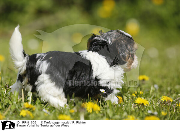 Biewer Yorkshire Terrier auf der Wiese / RR-81659