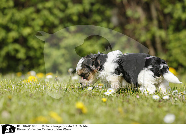 Biewer Yorkshire Terrier auf der Wiese / RR-81660