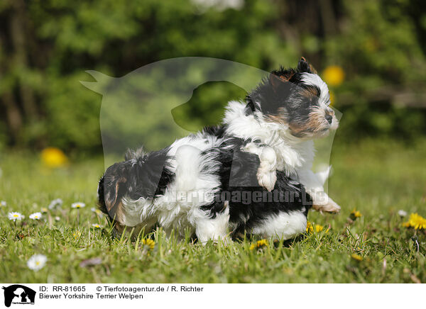 Biewer Yorkshire Terrier Welpen / RR-81665