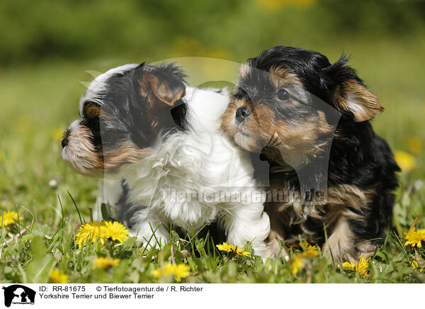 Yorkshire Terrier und Biewer Terrier / RR-81675