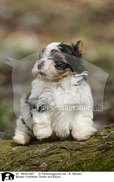 Biewer Yorkshire Terrier auf Baum / RR-81687