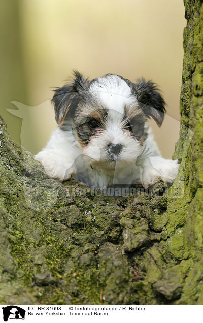 Biewer Yorkshire Terrier auf Baum / RR-81698