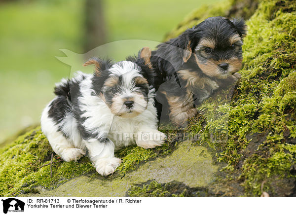 Yorkshire Terrier und Biewer Terrier / Yorkshire Terrier and Biewer Terrier / RR-81713