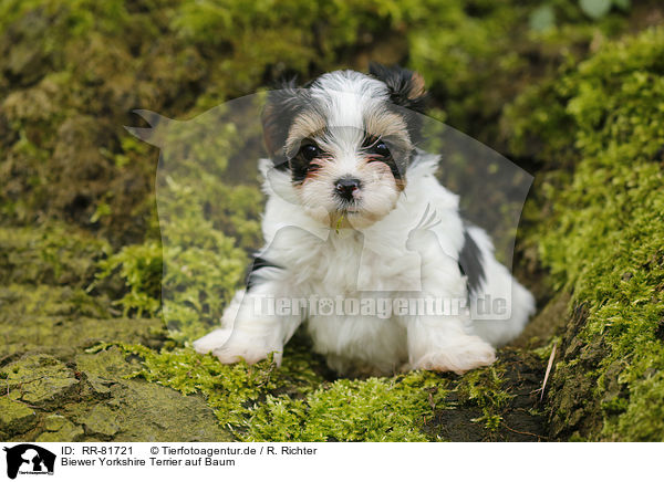 Biewer Yorkshire Terrier auf Baum / RR-81721