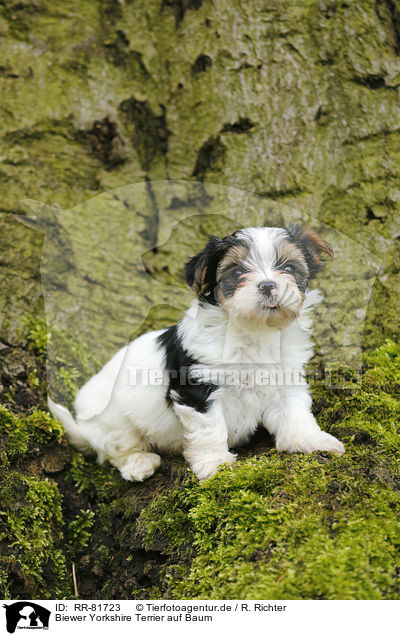 Biewer Yorkshire Terrier auf Baum / RR-81723