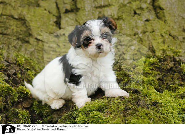 Biewer Yorkshire Terrier auf Baum / RR-81725