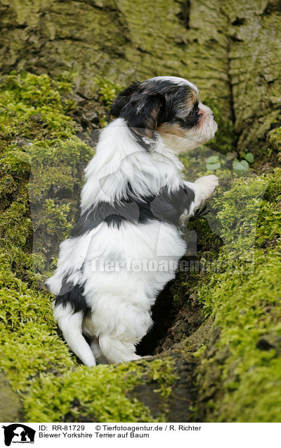 Biewer Yorkshire Terrier auf Baum / RR-81729