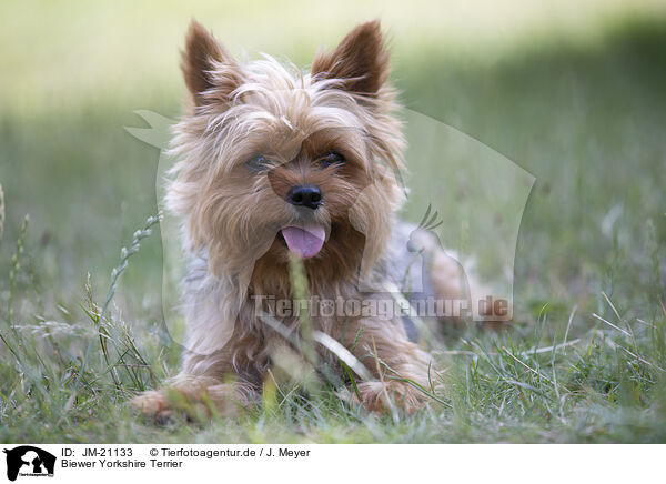 Biewer Yorkshire Terrier / JM-21133