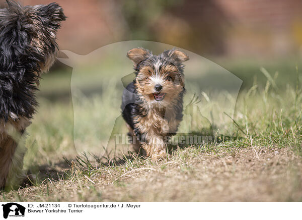 Biewer Yorkshire Terrier / Biewer Yorkshire Terrier / JM-21134