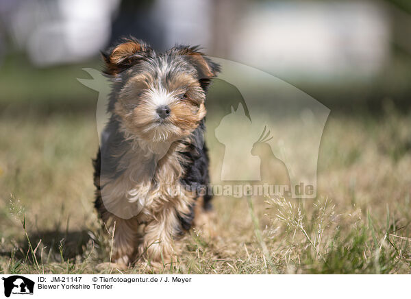 Biewer Yorkshire Terrier / JM-21147