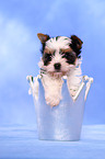 Biewer Yorkshire Terrier Welpe