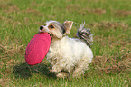 spielender Biewer Yorkshire Terrier