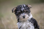 Biewer Yorkshire Terrier