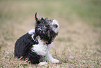 Biewer Yorkshire Terrier