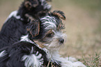 Biewer Yorkshire Terrier