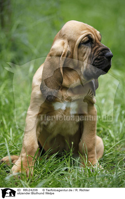 sitzender Bluthund Welpe / sitting Bloodhound Puppy / RR-24206