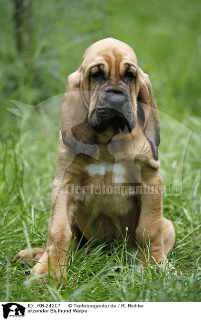 sitzender Bluthund Welpe / sitting Bloodhound Puppy / RR-24207