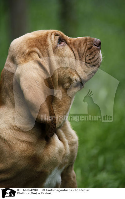 Bluthund Welpe Portrait / Bloodhound Puppy Portrait / RR-24209