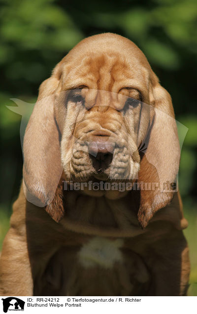 Bluthund Welpe Portrait / Bloodhound Puppy Portrait / RR-24212
