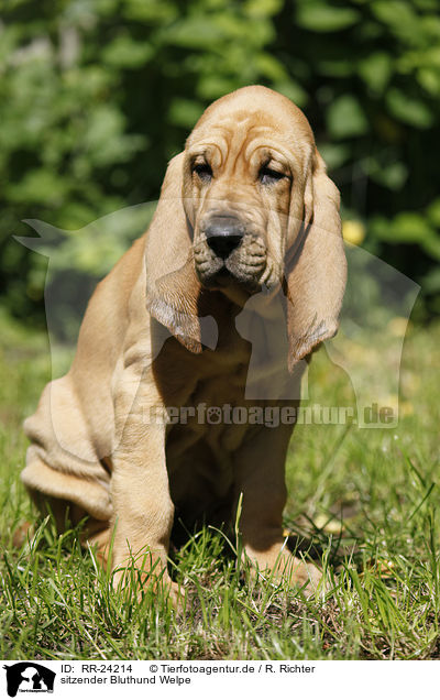 sitzender Bluthund Welpe / sitting Bloodhound Puppy / RR-24214