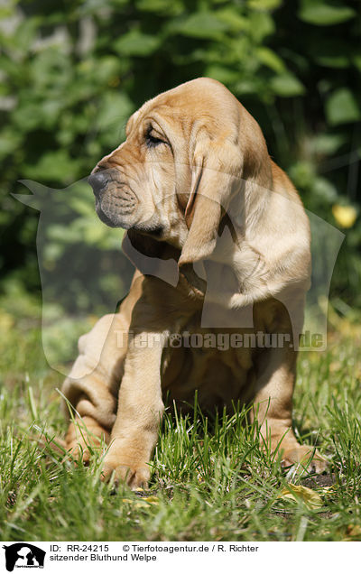 sitzender Bluthund Welpe / sitting Bloodhound Puppy / RR-24215