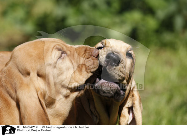 Bluthund Welpe Portrait / Bloodhound Puppy Portrait / RR-24219
