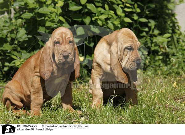 sitzender Bluthund Welpe / sitting Bloodhound Puppy / RR-24222