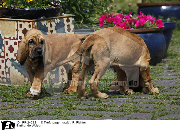 Bluthunde Welpen / Bloodhound Puppies / RR-24232