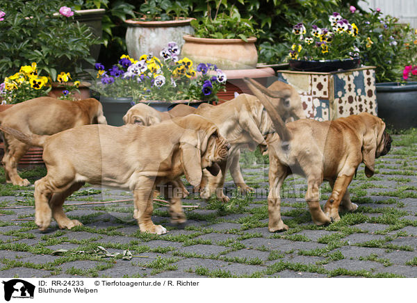 Bluthunde Welpen / Bloodhound Puppies / RR-24233
