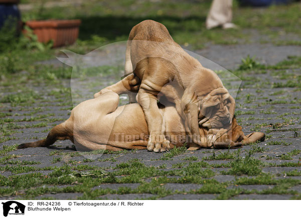 Bluthunde Welpen / Bloodhound Puppies / RR-24236