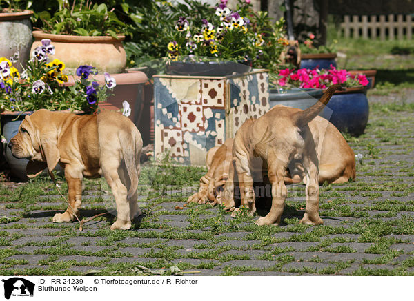 Bluthunde Welpen / Bloodhound Puppies / RR-24239