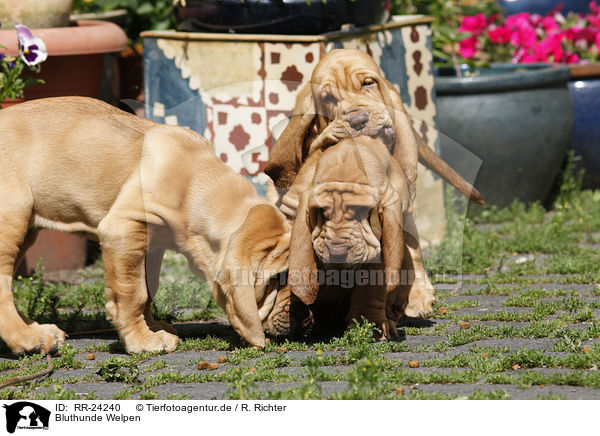Bluthunde Welpen / Bloodhound Puppies / RR-24240