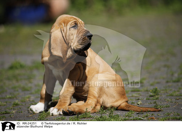 sitzender Bluthund Welpe / sitting Bloodhound Puppy / RR-24251