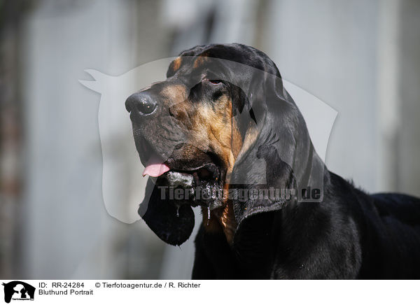 Bluthund Portrait / Bloodhound Portrait / RR-24284