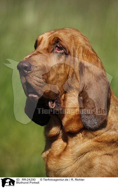 Bluthund Portrait / Bloodhound Portrait / RR-24290